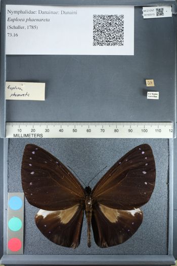 Media type: image;   Entomology 160515